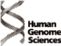 (HUMAN GENOME SCIENCES LOGO)